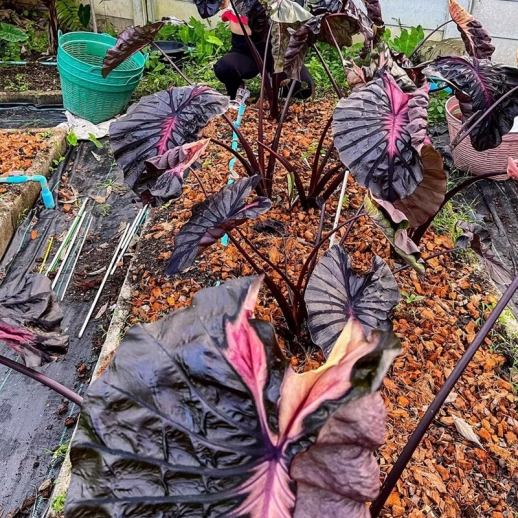 colocasia Psylocke