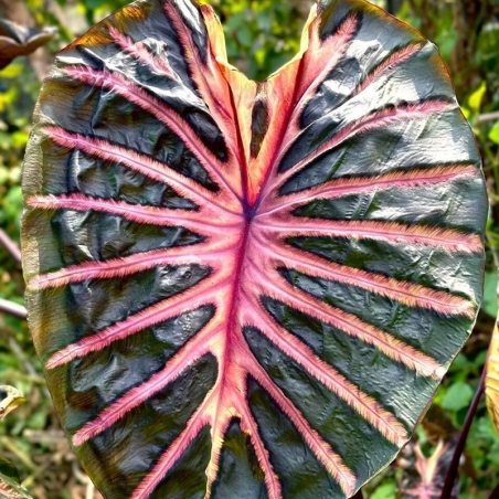 comprar colocasia rosa