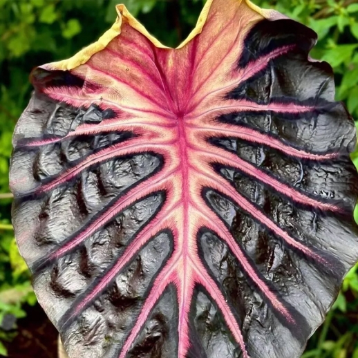 colocasia pink