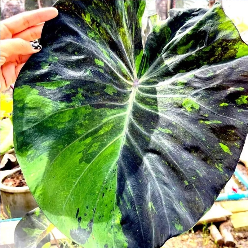planta colocasia marmorizada