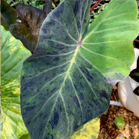 muda de colocasia barato