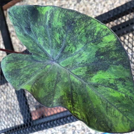 colocasia marmore preto