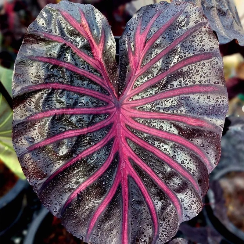 colocasia pink dragon