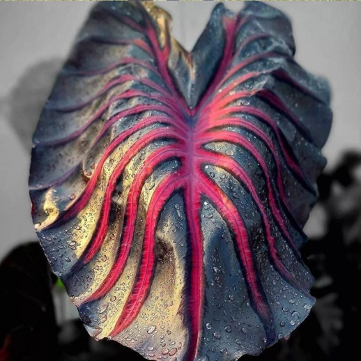 preço de colocasia rara