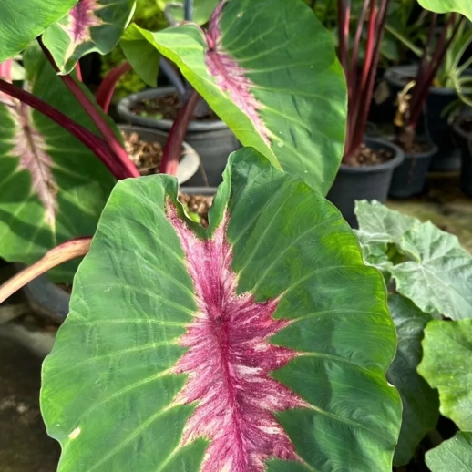 vaso de colocasia