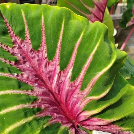 colocasia Papua Manise