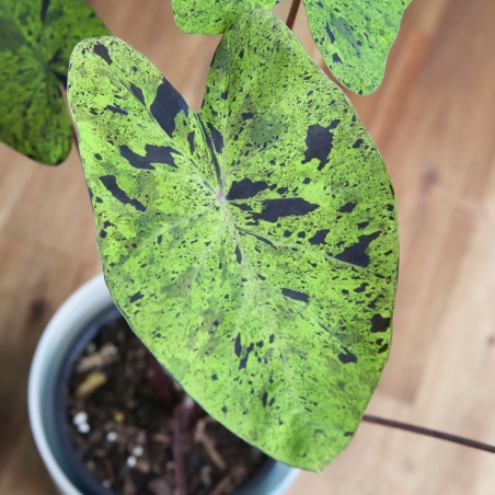 venda de colocasia mojito