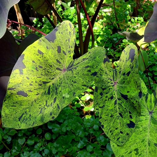 comprar muda de planta colocasia mojito