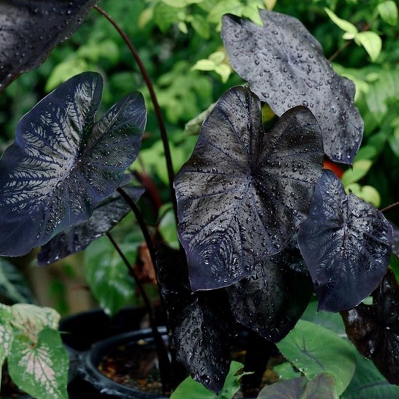 comprar muda de colocasia black coral