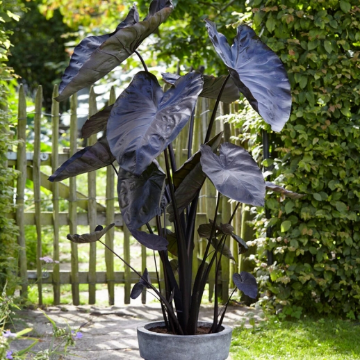 venda de colocasia black coral