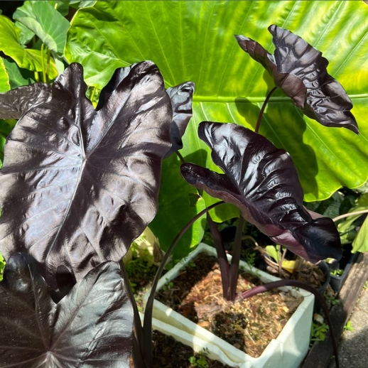 colocasia black coral mudas
