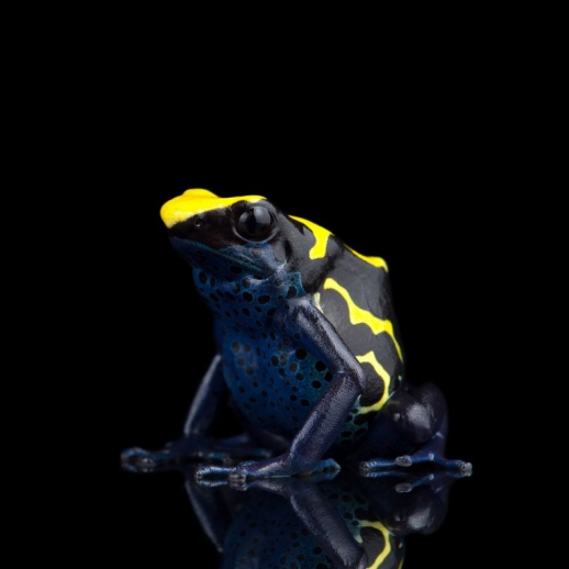 Sapo Dendrobates Legalizado
