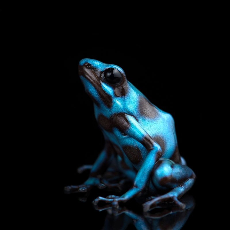 Venda de Dendrobates Sapo Legalizado