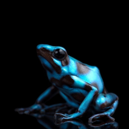 Comprar Sapo Dendrobates