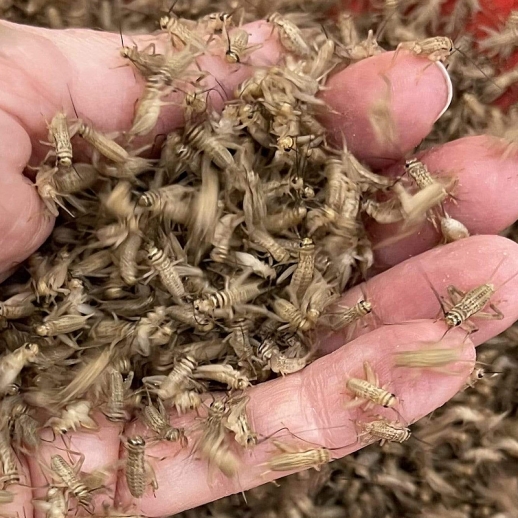 Grilos vivos para alimento vivo