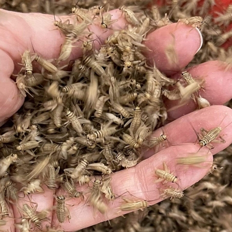 Grilos vivos para alimento vivo