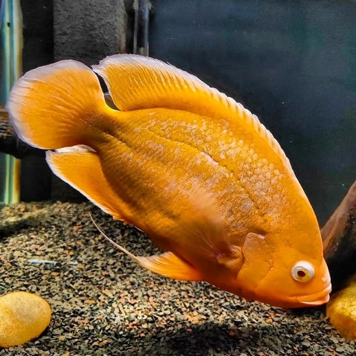 Peixe Oscar Vermelho