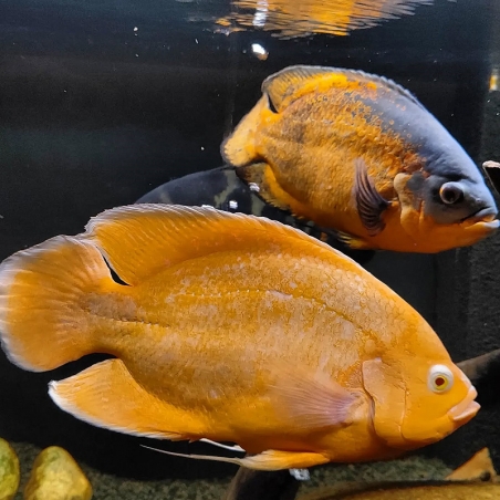 Peixe oscar vermelho