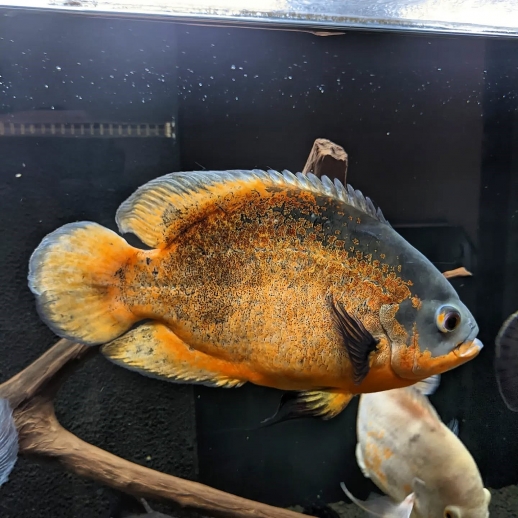 Peixe Oscar Bronze