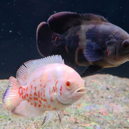 Peixe Oscar Red Tiger Albino