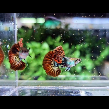 Peixe Guppy de linhagem