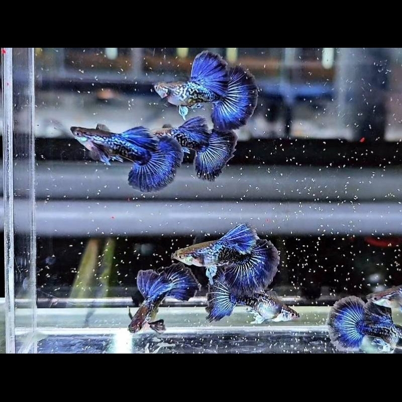 Peixe Guppy SS Purple Dragon