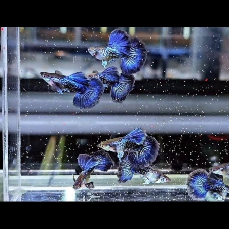 Peixe Guppy SS Purple Dragon