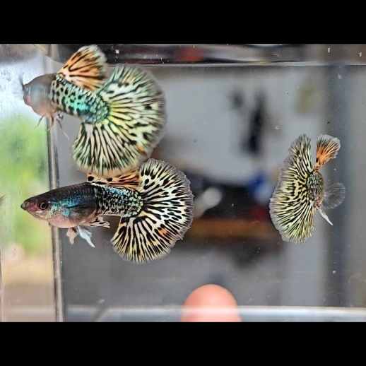 Peixe Guppy - Metal Yellow Dragon