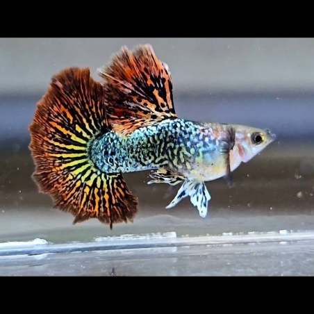 Peixe Guppy Red Dragon BDS Halfmoon
