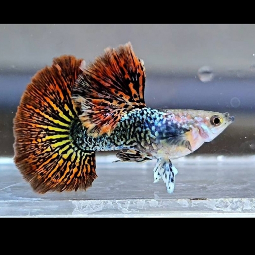 Peixe GuppyRed Dragon Halfmoon