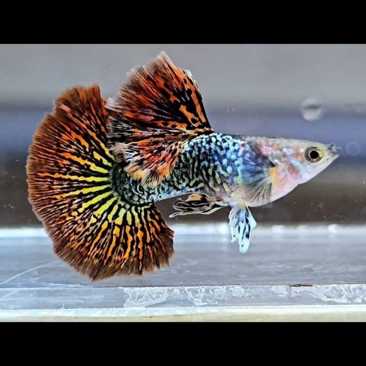 Comprar Peixe Guppy Red Dragon BDS Halfmoon