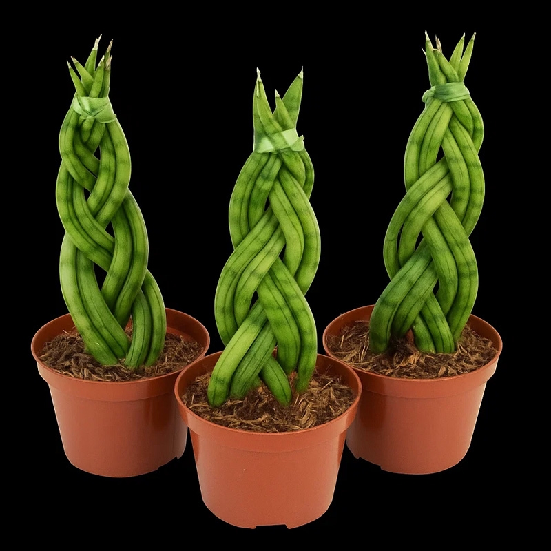 Lança Seu Jorge Trançada