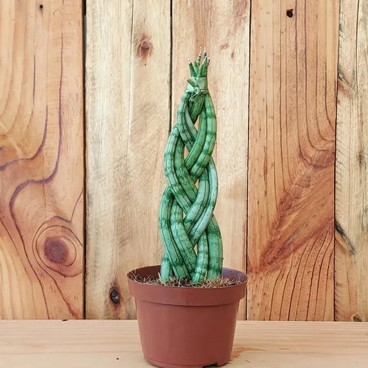 Sansevieria Lança de Seu Jorge Trançada