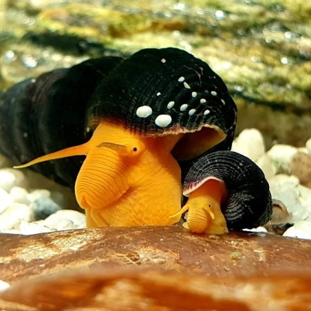 tylomelania laranja