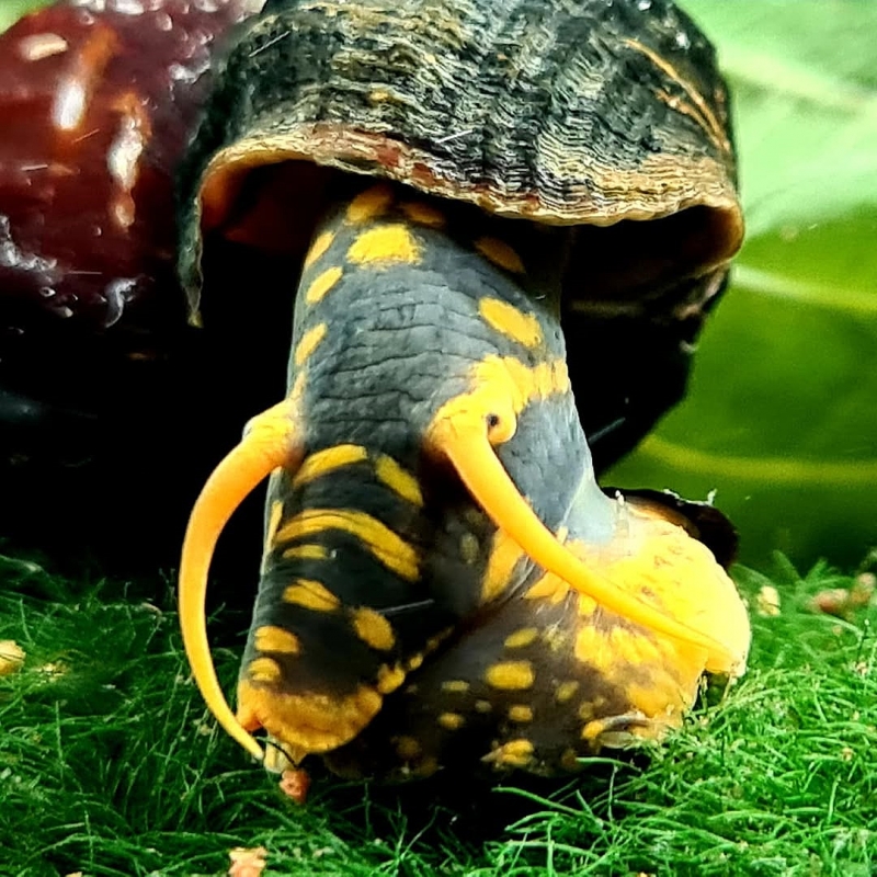 Venda de tylomelania caramujo