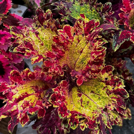Muda de coleus amarelo