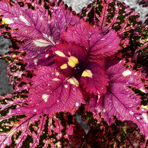 Coleus amarelo e rosa