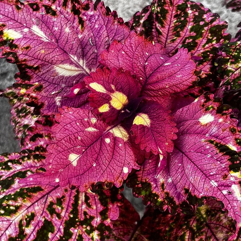 Coleus amarelo e rosa