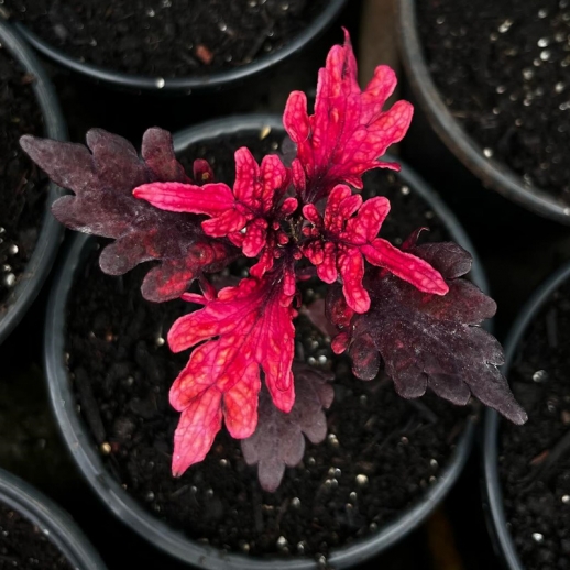 Coleus a venda