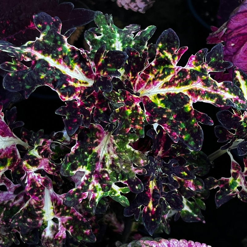 Planta Coleus tricolor Planta Coleus tricolor