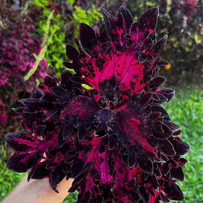 Coleus roxo e preto Coleus roxo e preto