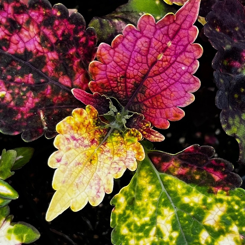 Muda de coleus rosa e amarelo Muda de coleus rosa e amarelo