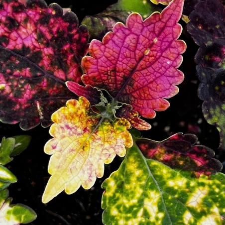 Muda de coleus rosa e amarelo