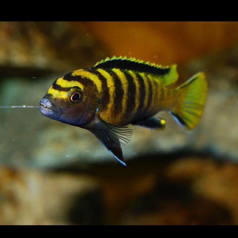 Peixe Ciclídeo Africano Flavus