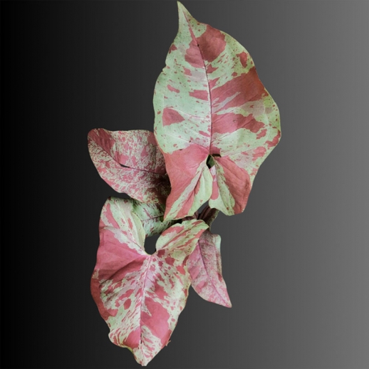 Muda de Singonio Rosa Milk Confeti