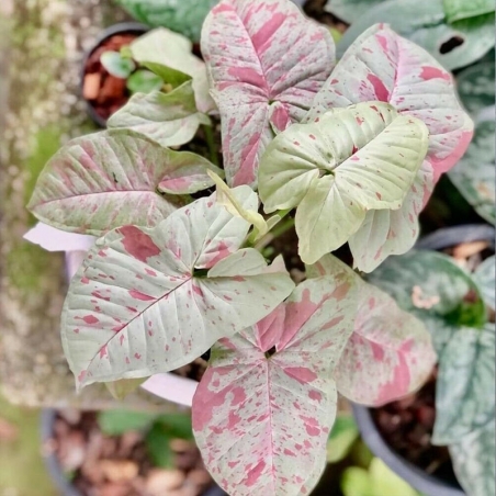 Comprar Singônio Rosa Milk Confeti