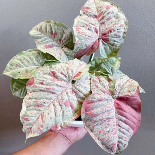 Singônio Milk Confeti