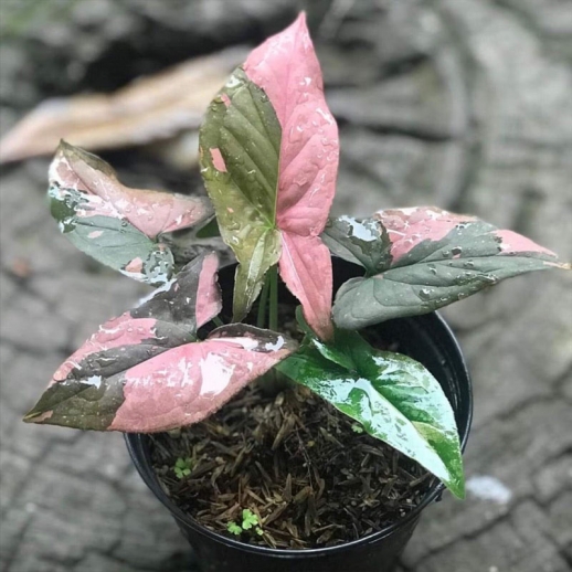 Muda de singônio rosa pink splash