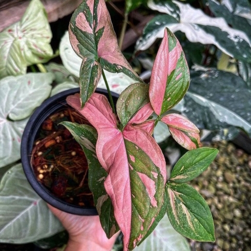 Singônio rosa pink splash