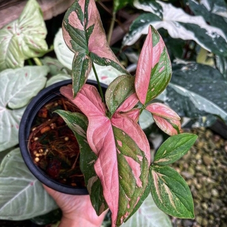 Singônio rosa pink splash